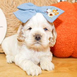 Belle - Buff and white female Cocker Spaniel puppy in Rattan, Oklahoma from Double M Cocker Spaniels
