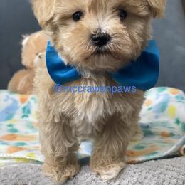 Cavapoo, Maltipoo, and Poodle Puppies from McCraws N Paws