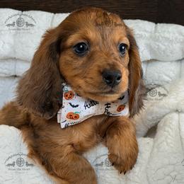 Mr. Green-2800 - Dapple male Dachshund puppy in Sparr, Florida from From the Heart Doxies