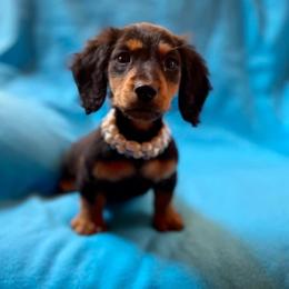 Dachshund and Miniature Schnauzer Puppies from The Bossy Doxie Farm