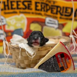 Fontina - female Sporty Mix puppy in Reno, Nevada from Old Hemp Border Collies / Open Horizon Sport Dogs