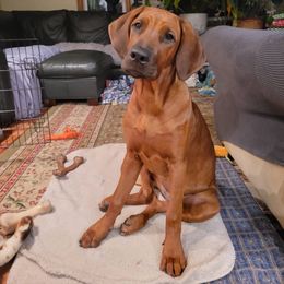 Rhodesian Ridgeback Puppies from Supernova Ridgebacks