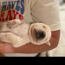 Boy 3 - Labrador Retriever puppy from Whistling Wings Retrievers, LLC.