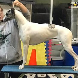 Saluki and Whippet All Grown Up from Aeolus Salukis & Whippets