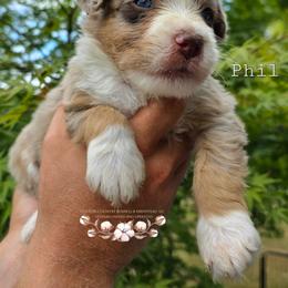 Phil - Brown merle male Aussiedoodle puppy in Vinemont, Alabama from Cotton Country Kennels