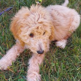Purple Female - Cream female Goldendoodle puppy in Vernon, Vermont from Dynamic Doodles of Southern Vermont