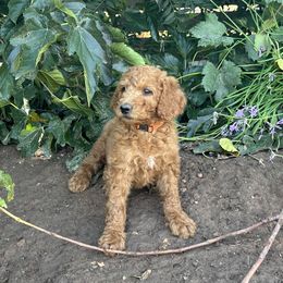 Neon Orange Collar Girl - Red  female Goldendoodle puppy in Escalon, California from Silveira’s Golden Doodles