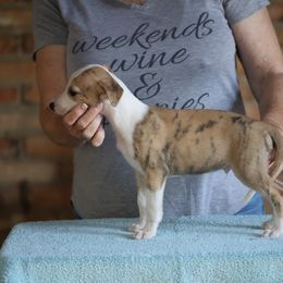 Jasper - White and red brindle male Whippet puppy in Alvin, Texas from Pecan Grove Akitas & Whippets