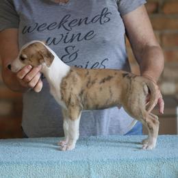 Jasper - White and red brindle male Whippet puppy in Alvin, Texas from Pecan Grove Akitas & Whippets