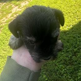 Girl 6 - Black female Miniature Schnauzer puppy in West Point, Nebraska from Canyon Rose Schnauzers