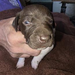 Pink Girl 3 - White and liver female German Shorthaired Pointer puppy in Lindsay, California from Dori's Danes
