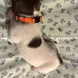 Orange - White and liver female German Shorthaired Pointer puppy in Spencer, Massachusetts from Outback Kennels