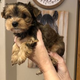 Yorkshire Terrier Puppies from Happy Days Acres and Yorkies