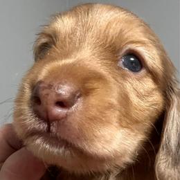 Marble - Dapple male Dachshund puppy in Miami, Florida from Maitime Dachshund