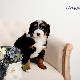 Dawn - Tri-color female Bernedoodle puppy in Athens, Alabama from Brewing Doodles