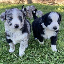 Australian Shepherds and Miniature Australian Shepherds from Seven K Ranch