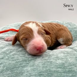 Spicy - Red male Bernedoodle puppy in Sunman, Indiana from Brunsman Country Doodles LLC