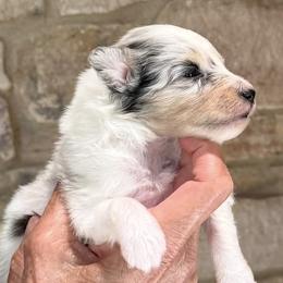 Shetland Sheepdog puppies from Somerlake Shetland Sheepdogs