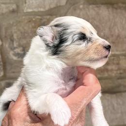 Shetland Sheepdog puppies from Somerlake Shetland Sheepdogs
