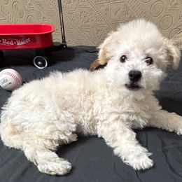 Rossi- Yellow Collar - White male Bichon Frise puppy in 63101 (St. Louis Metro Area), Missouri from BichonSTL
