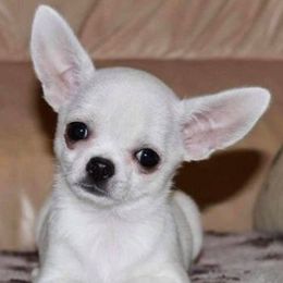 Chihuahuas from OneLove Chihuahuas