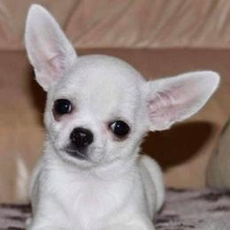 Chihuahuas from OneLove Chihuahuas