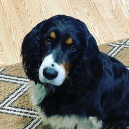 Trixie - English Springer Spaniel