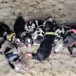 Miniature Australian Shepherd Puppies from Wonderland Aussies