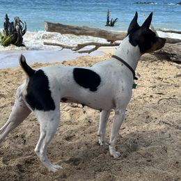 Rat Terrier Puppies from Haiku Rat Terriers