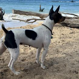 Rat Terrier Puppies from Haiku Rat Terriers