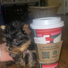 Pomeranian and Yorkshire Terrier Puppies from BC Breeders Association