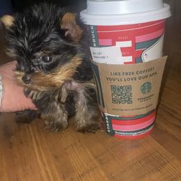 Pomeranian and Yorkshire Terrier Puppies from BC Breeders Association