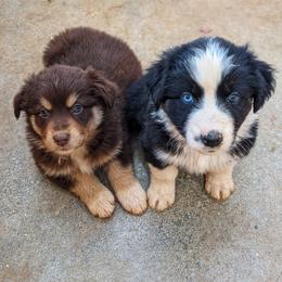 Australian Shepherd Puppies from Aussie Ridge Ranch
