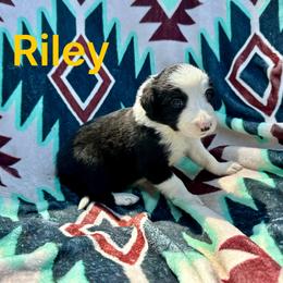 Riley - Black and white female Border Collie puppy in Milton, Pennsylvania from C&C Border Collies