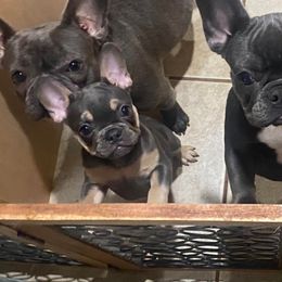 Chihuahuas and French Bulldogs from Destiny Chihuahuas