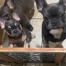 Chihuahuas and French Bulldogs from Destiny Chihuahuas