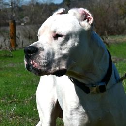 Mangano - Dogo Argentino