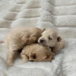 Maltipoo puppies from Poodle Me Crazy