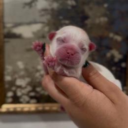 Opalescent Lapis - White male Shih Tzu puppy in Cedar Hill, Texas from Puppy Paper House