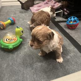 Fawn and White Male - Fawn male Havanese puppy in Monahans, Texas from Homeward Havanese, LLC
