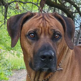 Max - Rhodesian Ridgeback