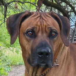 Max - Rhodesian Ridgeback