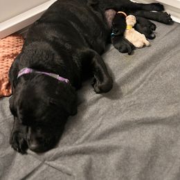 Labrador Retriever Puppies from Tripp Labradors