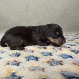 Miniature Schnauzer puppies from LR&R Dog Co.
