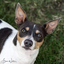 Malibu - Teddy Roosevelt Terrier