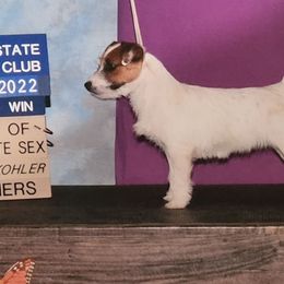 Bichon Frise, Russell Terrier, and Shetland Sheepdog All Grown Up from Mountain Ash Farms
