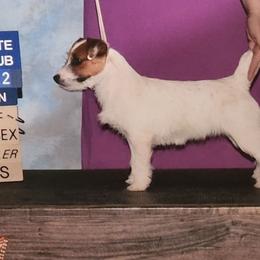 Bichon Frise, Russell Terrier, and Shetland Sheepdog All Grown Up from Mountain Ash Farms