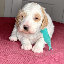 Goldendoodle Puppies from High Desert Mini Doodles