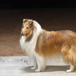 Collie and Shetland Sheepdog All Grown Up from Dueling Pine Ranch