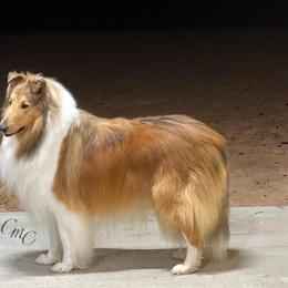Collie and Shetland Sheepdog All Grown Up from Dueling Pine Ranch